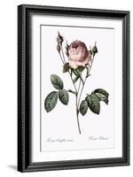 Vilmorin Rose-Pierre Joseph Redoute-Framed Giclee Print