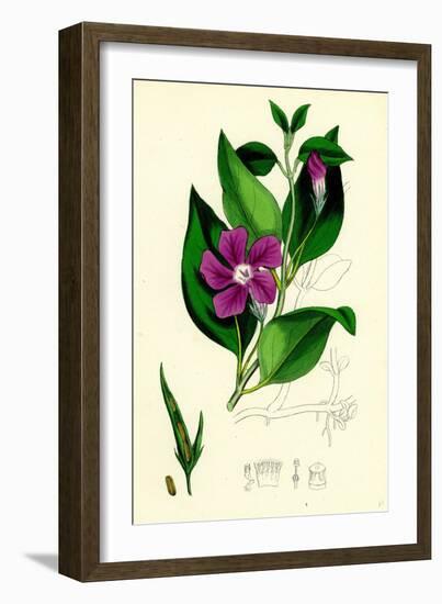 Vinca Major Greater Periwinkle-null-Framed Giclee Print