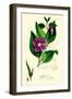 Vinca Major Greater Periwinkle-null-Framed Giclee Print