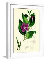 Vinca Major Greater Periwinkle-null-Framed Giclee Print