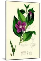 Vinca Major Greater Periwinkle-null-Mounted Giclee Print