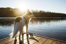 A Border Collie Looks Out over a Lake During an Autumn Sunrise in Eastern Pennsylvania-Vince M. Camiolo-Photographic Print