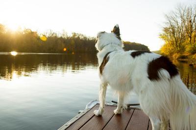 A Border Collie Looks Out over a Lake During an Autumn Sunrise in Eastern Pennsylvania