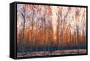 Canvas Black