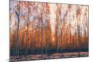 Wood Mount