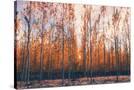 Stretched Canvas