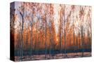 Stretched Canvas