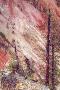 Laminate