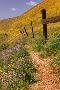 Just the Print