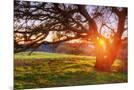 Wood Mount