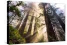 Stretched Canvas