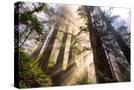 Stretched Canvas