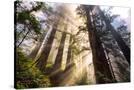 Stretched Canvas