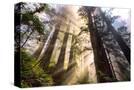 Stretched Canvas