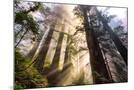Wood Mount