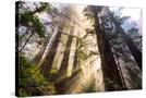 Stretched Canvas