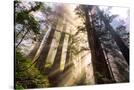 Stretched Canvas