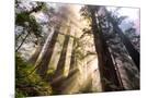 Wood Mount