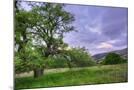 Wood Mount