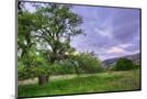Wood Mount