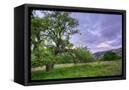 Canvas Black