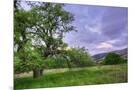 Wood Mount