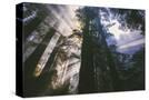 Stretched Canvas