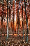 Epic Lake Merritt, Oakland in Autumn, Sky Fire and Fall Color-Vincent James-Photographic Print