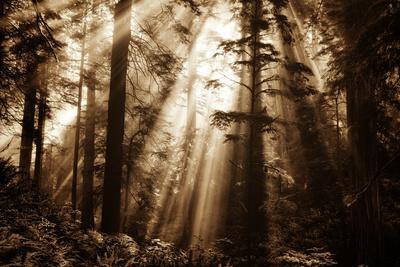 Light Within The Darkness, California Redwoods, Coastal Trees