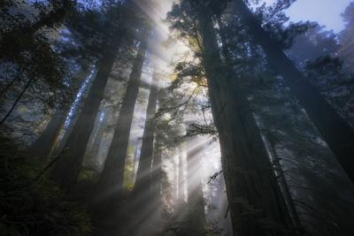 Magic Forest - Light Beams and  Redwoods, Humboldt