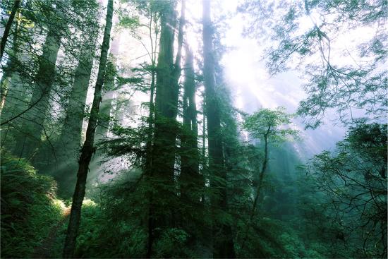Premium Photographic Print, , large