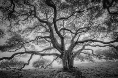Majestic Old Oak, Black and White, Petaluma Northern California