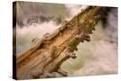 Stretched Canvas