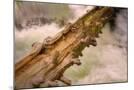 Wood Mount