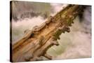 Stretched Canvas