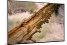 Wood Mount