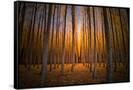 Canvas Black