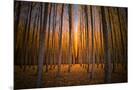 Wood Mount