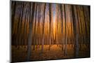 Wood Mount