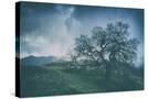 Stretched Canvas