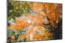 Wood Mount