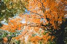 Just the Print