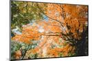 Wood Mount