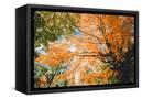 Canvas Black