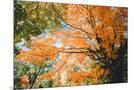 Wood Mount