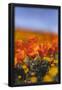 Essential Black