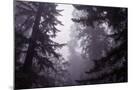 Wood Mount