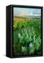 Canvas Black