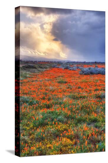 Stretched Canvas Print, , large