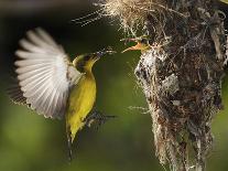 APTOPIX Malaysia Sunbird-Vincent Thian-Laminated Photographic Print